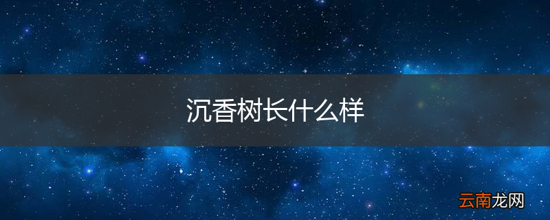 沉香树长什么样