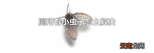 厕所有小虫子怎么解决