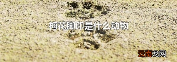 梅花脚印是什么动物