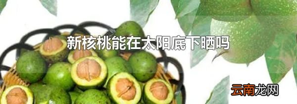 新核桃能在太阳底下晒吗