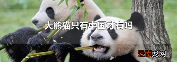 大熊猫只有中国才有吗