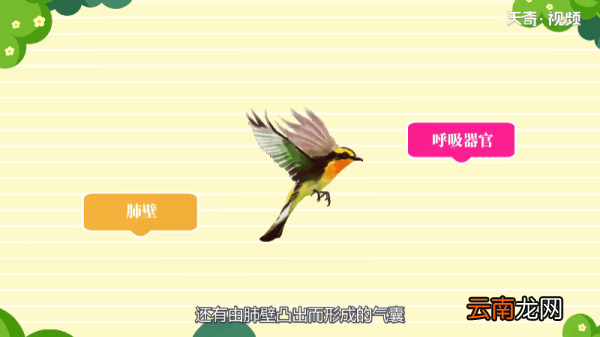 鸟是哺乳动物吗 鸟是不是哺乳动物