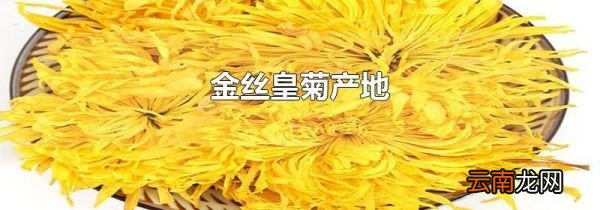 金丝皇菊产地