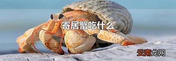 寄居蟹吃什么