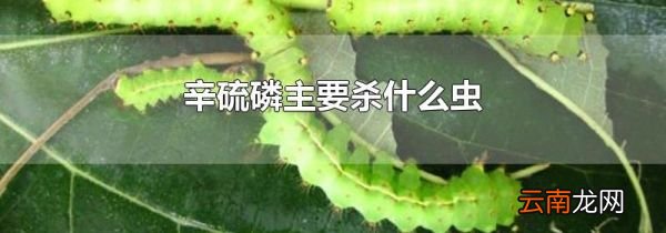辛硫磷主要杀什么虫