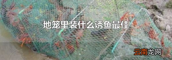 地笼里装什么诱鱼最佳