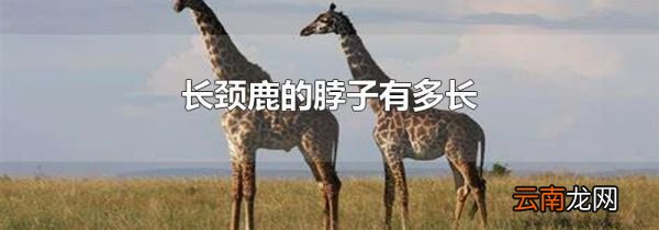 长颈鹿的脖子有多长