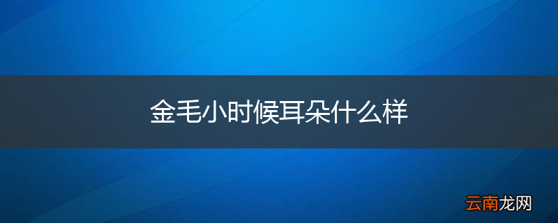 金毛小时候耳朵什么样