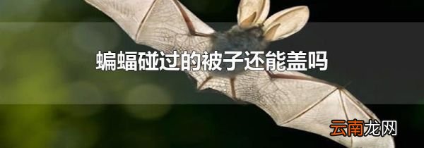 蝙蝠碰过的被子还能盖吗