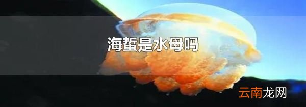 海蜇是水母吗