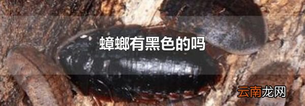 蟑螂有黑色的吗