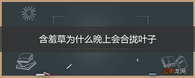 含羞草为什么晚上会合拢叶子