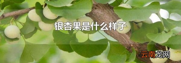 银杏果是什么样子