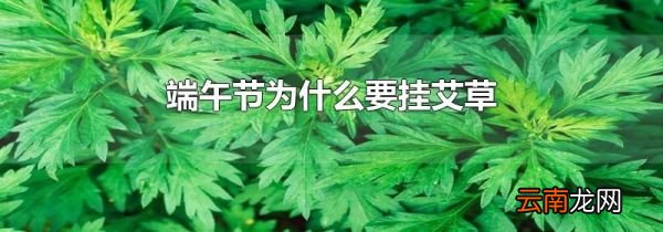 端午节为什么要挂艾草