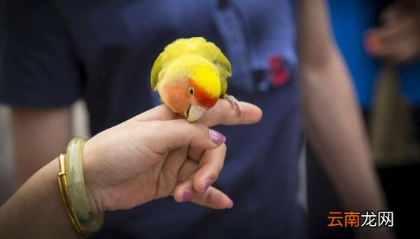 虎皮鹦鹉会说话吗 虎皮鹦鹉会不会说话