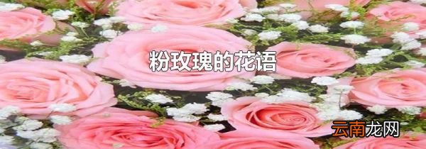 粉玫瑰的花语