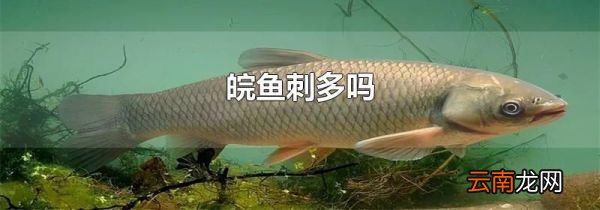 皖鱼刺多吗