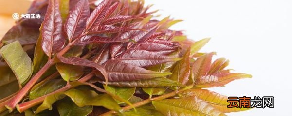 香椿的功效与作用 香椿的做法