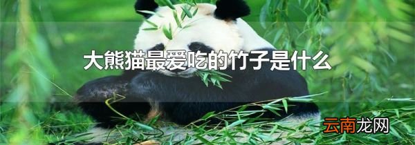 大熊猫最爱吃的竹子是什么