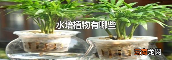 水培植物有哪些