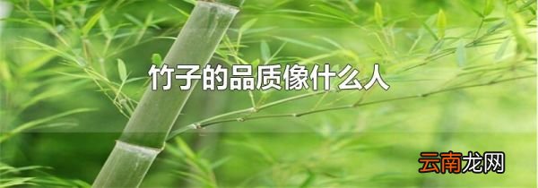 竹子的品质像什么人
