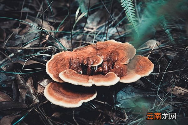 灵芝泡酒的功效与作用 灵芝泡酒的禁忌