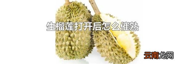 生榴莲打开后怎么催熟