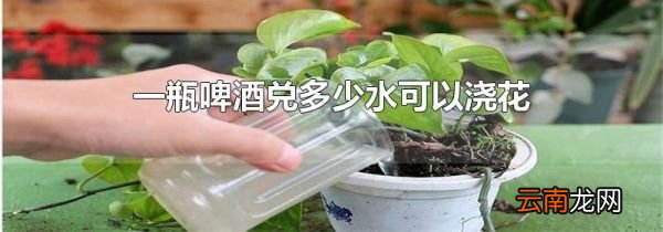 一瓶啤酒兑多少水可以浇花
