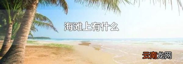 海滩上有什么