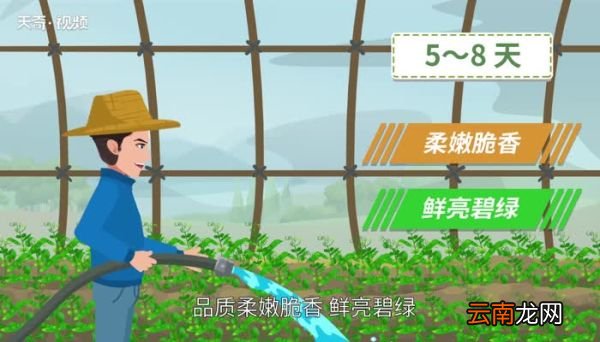 豌豆出芽可以吃么 出芽的豌豆可以吃吗