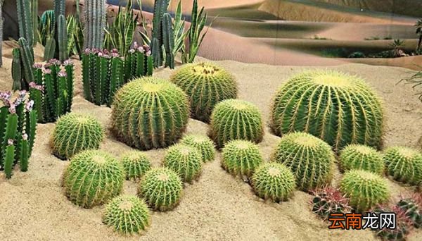 仙人球的花语 仙人球花语是什么
