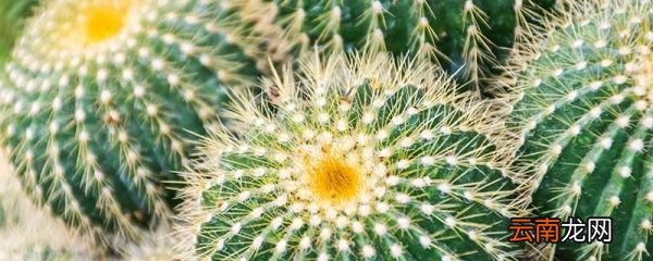 仙人球的花语 仙人球花语是什么