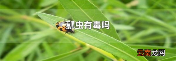瓢虫有毒吗