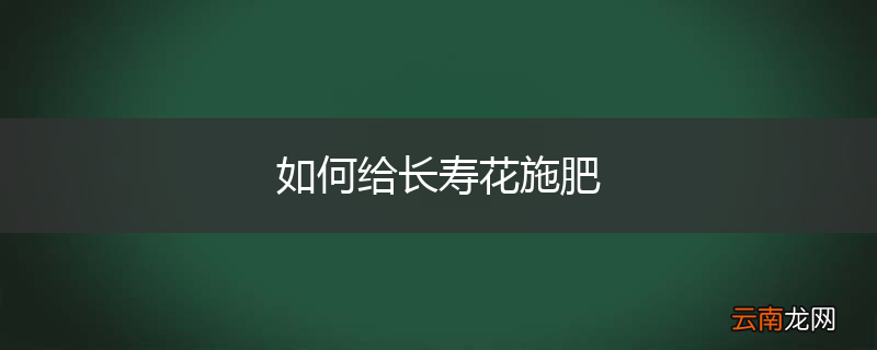 如何给长寿花施肥