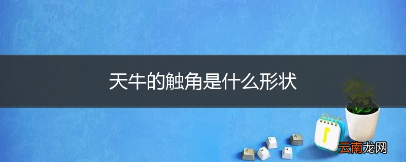 天牛的触角是什么形状