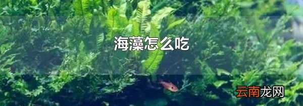 海藻怎么吃