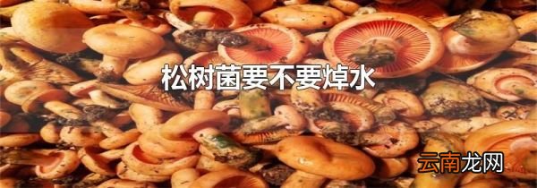 松树菌要不要焯水