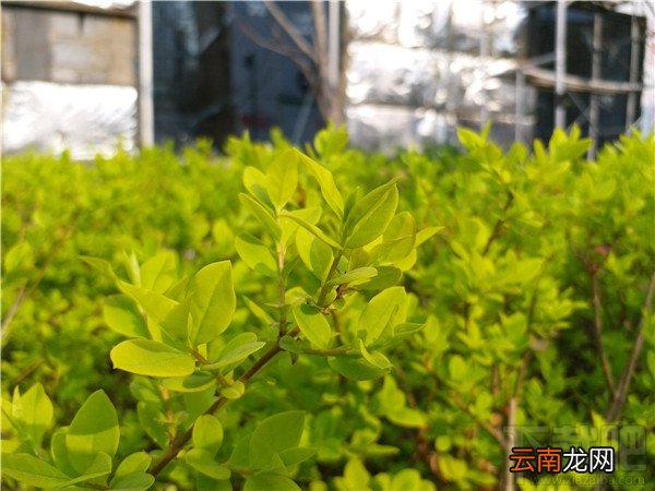 三星Galaxy C5 Pro怎么样？三星C5Pro有哪些优缺点？