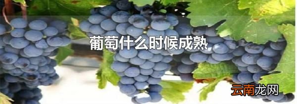 葡萄什么时候成熟