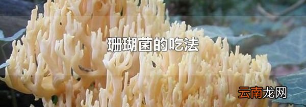 珊瑚菌的吃法