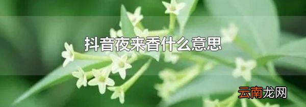 抖音夜来香什么意思