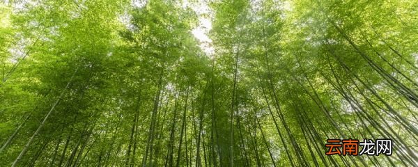 竹里馆主旨归纳 竹里馆的主旨