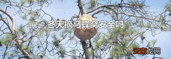 冬天摘马蜂窝安全吗