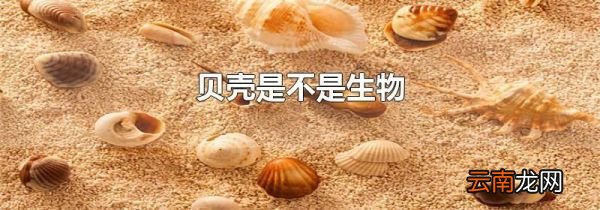 贝壳是不是生物