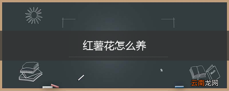 红薯花怎么养