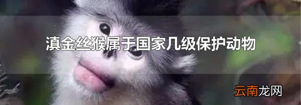 滇金丝猴属于国家几级保护动物