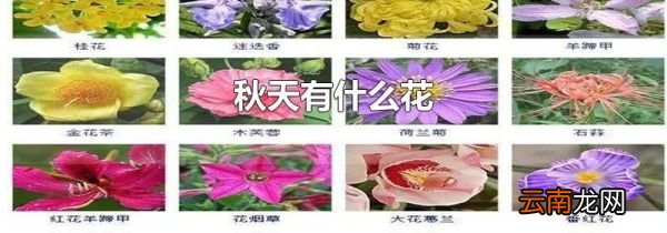 秋天有什么花