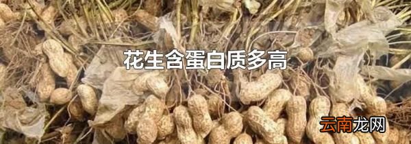 花生含蛋白质多高