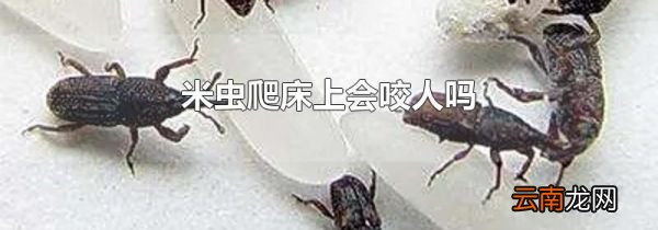 米虫爬床上会咬人吗