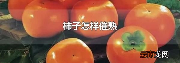 柿子怎样催熟